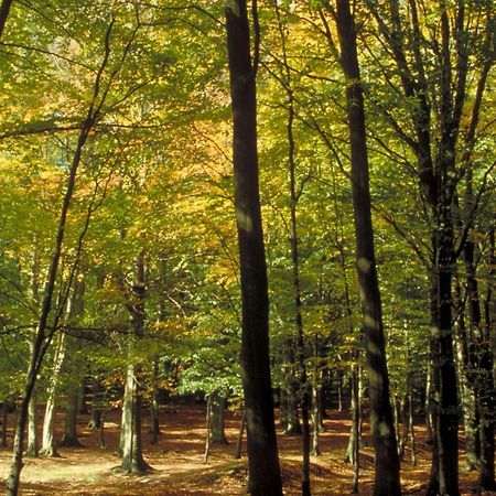 Aigle Noir Fontainebleau Mgallery Kültér fotó