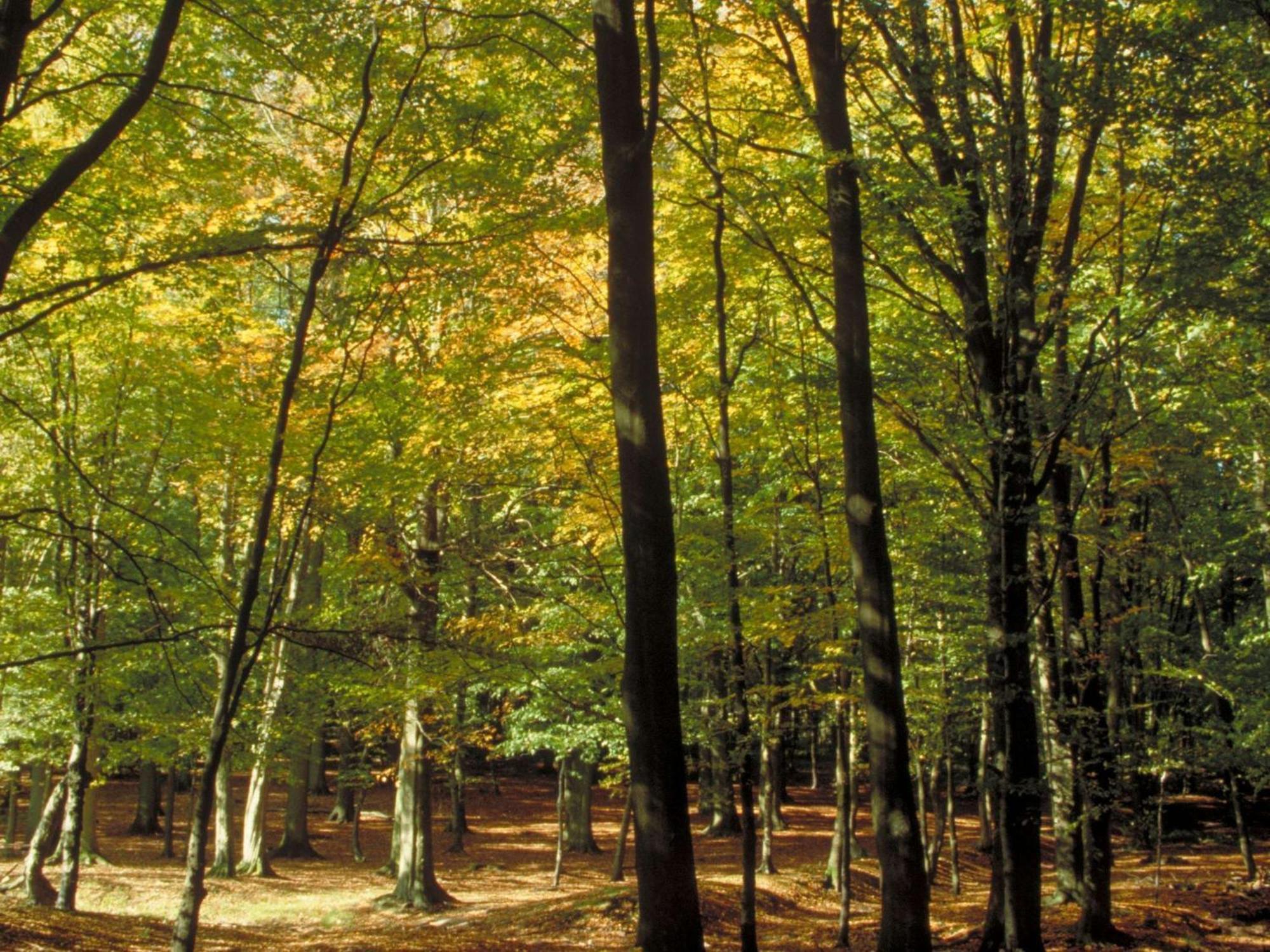 Aigle Noir Fontainebleau Mgallery Kültér fotó